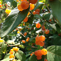tartarian honeysuckle