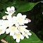 Beauty bush
