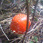 fly agaric