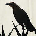 urraca