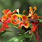 Dwarf Poinciana