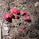 Snow plant
