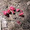 Snow plant