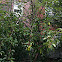 Pear Tree