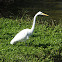 Great Egret
