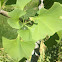Ginkgo tree