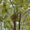 Northern Cardinal (female)