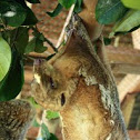 Philippine Flying Lemur