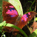 Leafwing Superb