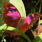 Leafwing Superb