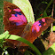 Leafwing Superb