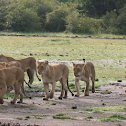 lioness
