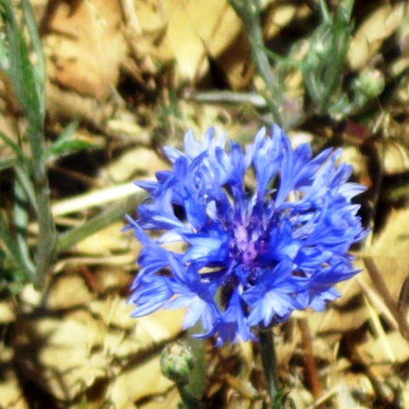 Spotting Image 1