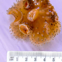 Antholoba achates
