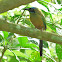 Blue Crowned Motmot