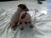 Cachorros Bull Terrier  Blanco Pirata Vendo