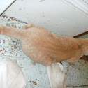 Tabby Cat