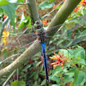 Emperor Dragonfly