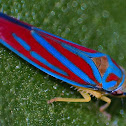 leaf-hopper
