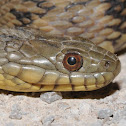 Diamond-backed watersnake