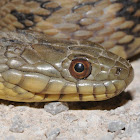 Diamond-backed watersnake