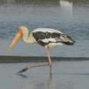 Painted Stork