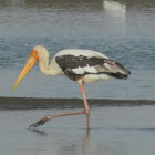 Painted Stork