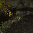 Eastern Cottontail