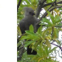 Go-away-bird (Grey Lourie)