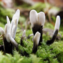 Candlestick fungus
