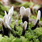 Candlestick fungus