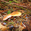 Armillaria mellea