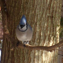 Blue Jay
