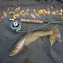 Yellowstone Cutthroat Trout