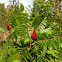 Staghorn Sumac