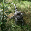 Green Iguana