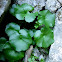 Umbilicus parviflorus