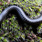 Black Portuguese Millipede