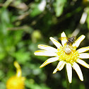 Crab Spider and Fly