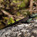 The Southern Rock Agama