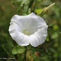 Liseron des haies / Hedge bindweed