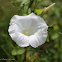 Liseron des haies / Hedge bindweed