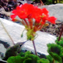 Annas Hummingbird