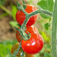 Edible Flora grown in So Cal