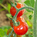 Tomato