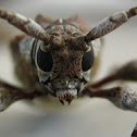 Longhorn Beetle