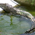 Saltwater crocodile