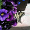 Western Tiger Swallowtail