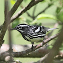 Black-and-white Warbler (male)