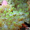Bulb-tentacle Sea Anemone